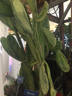Macy's Opuntia